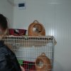Akcja na rzecz Schroniska dla Bezdomnych Zwierząt w Orzechowcach