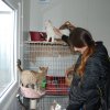 Akcja na rzecz Schroniska dla Bezdomnych Zwierząt w Orzechowcach