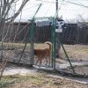 Akcja na rzecz Schroniska dla Bezdomnych Zwierząt w Orzechowcach