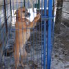 Akcja na rzecz Schroniska dla Bezdomnych Zwierząt w Orzechowcach