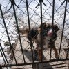 Akcja na rzecz Schroniska dla Bezdomnych Zwierząt w Orzechowcach