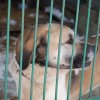 Akcja na rzecz Schroniska dla Bezdomnych Zwierząt w Orzechowcach