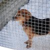 Akcja na rzecz Schroniska dla Bezdomnych Zwierząt w Orzechowcach
