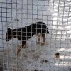 Akcja na rzecz Schroniska dla Bezdomnych Zwierząt w Orzechowcach