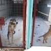 Akcja na rzecz Schroniska dla Bezdomnych Zwierząt w Orzechowcach