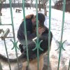 Akcja na rzecz Schroniska dla Bezdomnych Zwierząt w Orzechowcach