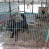 Akcja na rzecz Schroniska dla Bezdomnych Zwierząt w Orzechowcach