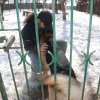 Akcja na rzecz Schroniska dla Bezdomnych Zwierząt w Orzechowcach