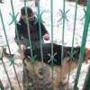 Akcja na rzecz Schroniska dla Bezdomnych Zwierząt w Orzechowcach