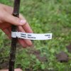 SADZENIE DRZEWA PRZEZ STUDENTÓW Z ZAGRANICY NA TERENIE KAMPUSU PWSTE
