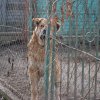 I MIKOŁAJKOWY FINAŁ AKCJI NA RZECZ ZWIERZAKÓW Z ORZECHOWIEC – 16.12.2019 r.