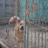 I MIKOŁAJKOWY FINAŁ AKCJI NA RZECZ ZWIERZAKÓW Z ORZECHOWIEC – 16.12.2019 r.