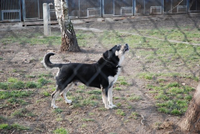 II etap akcji na rzecz kochanych psiaków i kociaków ze Schroniska dla Bezdomnych Zwierząt w Orzechowcach - 30 stycznia 2020 r. 