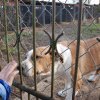 II etap akcji na rzecz kochanych psiaków i kociaków ze Schroniska dla Bezdomnych Zwierząt w Orzechowcach - 30 stycznia 2020 r. 