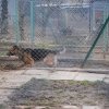 WIZYTA U KOCHANYCH ZWIERZAKÓW ZE SCHRONISKA W ORZECHOWCACH - 03.03.2023 r.