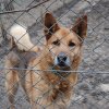 Charytatywna akcja na rzecz Schroniska dla Bezdomnych Zwierząt  w Orzechowcach na terenie kampusu PANS, Delikatesów Piotruś Pan, sklepów SPOŁEM i E.Leclerc w Jarosławiu PRZEDŁUŻONA do 26 KWIETNIA