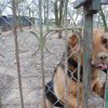 Charytatywna akcja na rzecz Schroniska dla Bezdomnych Zwierząt  w Orzechowcach na terenie kampusu PANS, Delikatesów Piotruś Pan, sklepów SPOŁEM i E.Leclerc w Jarosławiu PRZEDŁUŻONA do 26 KWIETNIA