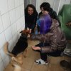 Charytatywna akcja na rzecz Schroniska dla Bezdomnych Zwierząt  w Orzechowcach na terenie kampusu PANS, Delikatesów Piotruś Pan, sklepów SPOŁEM i E.Leclerc w Jarosławiu PRZEDŁUŻONA do 26 KWIETNIA