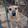 Charytatywna akcja na rzecz Schroniska dla Bezdomnych Zwierząt  w Orzechowcach na terenie kampusu PANS, Delikatesów Piotruś Pan, sklepów SPOŁEM i E.Leclerc w Jarosławiu PRZEDŁUŻONA do 26 KWIETNIA
