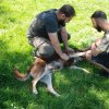 Finał akcji na rzecz Schroniska dla Bezdomnych Zwierząt z Orzechowiec