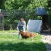 Finał akcji na rzecz Schroniska dla Bezdomnych Zwierząt z Orzechowiec