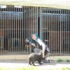 Finał akcji na rzecz Schroniska dla Bezdomnych Zwierząt z Orzechowiec