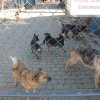 Do 31.03.2025 r. trwa akcja na rzecz Schroniska dla Bezdomnych Zwierząt z Orzechowiec