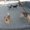 Do 31.03.2025 r. trwa akcja na rzecz Schroniska dla Bezdomnych Zwierząt z Orzechowiec