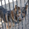 Do 31.03.2025 r. trwa akcja na rzecz Schroniska dla Bezdomnych Zwierząt z Orzechowiec