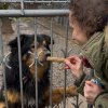 Trwa akcja na rzecz Schroniska dla Bezdomnych Zwierząt z Orzechowiec