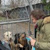 Trwa akcja na rzecz Schroniska dla Bezdomnych Zwierząt z Orzechowiec