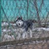 I FINAŁ AKCJI NA RZECZ ZWIERZAKÓW Z ORZECHOWIEC - 19.01.2018 r.