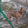 I FINAŁ AKCJI NA RZECZ ZWIERZAKÓW Z ORZECHOWIEC - 19.01.2018 r.