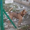 I FINAŁ AKCJI NA RZECZ ZWIERZAKÓW Z ORZECHOWIEC - 19.01.2018 r.